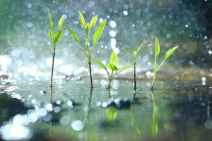 Rain Garden plants with splashing water for Every Drop