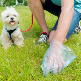 Scoop Pet waste for the water health