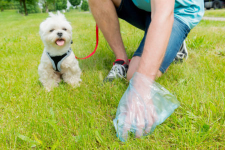 Scoop Pet waste for the water health