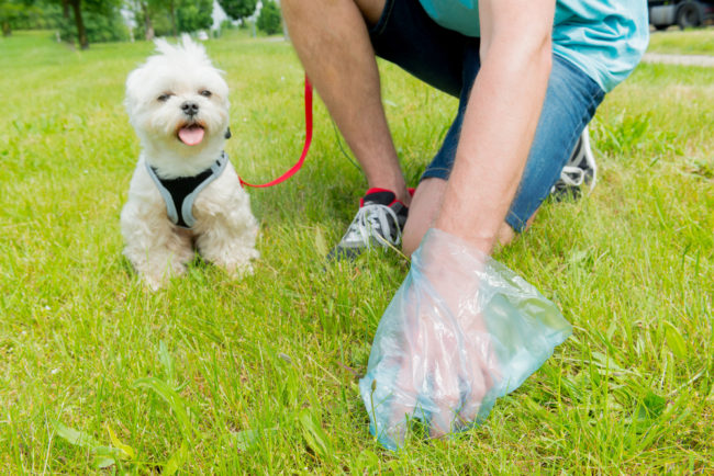 Scoop Pet waste for the water health