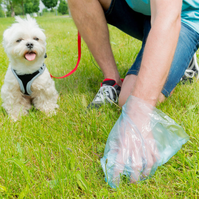 Scoop Pet waste for the water health