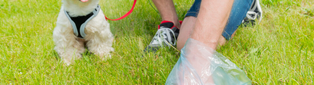 Scoop Pet waste for the water health Scoop Pet waste for the water health